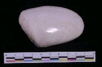 藏品(金黃斧蛤)的圖片